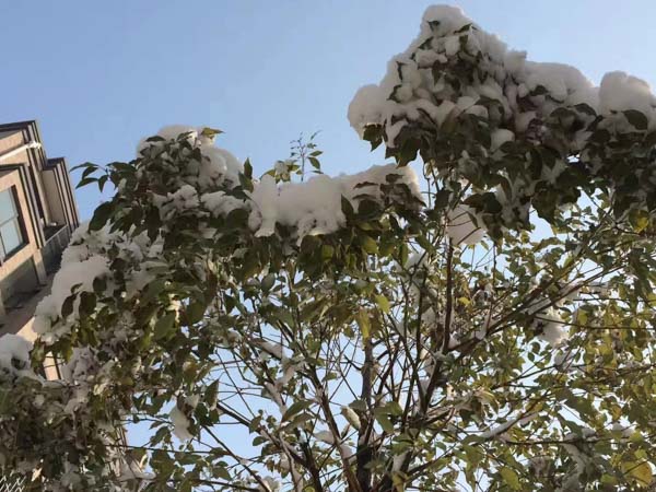 房子是違章建筑要求限期拆除怎么辦？深圳拆遷咨詢律師為您解答